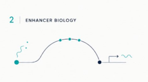 Enhancer biology